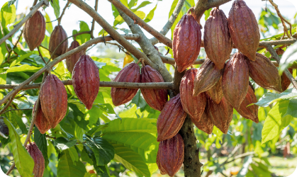 cacao